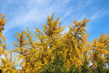 Fototapeta premium bright autumn colors