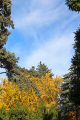 bright autumn colors