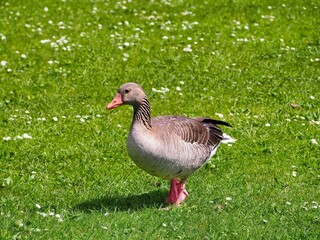 Greylag goose walking in a green field in a park.