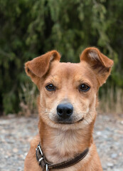 The curious looking dog has its ears pricked in a vertical portrait. Dog with a look of circumstance.