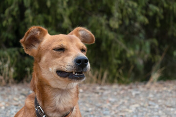 Dog smells the pure air of the forest with closed eyes.