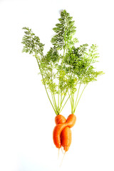 two carrots in love funny picture isolated on white background