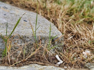Closeup of a smoked cigarette on the ground in grass