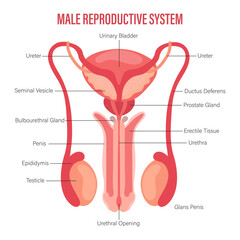 Male reproductive system icon with description isolated on white background. Anatomy of the internal organs of man. Illustration, vector - obrazy, fototapety, plakaty