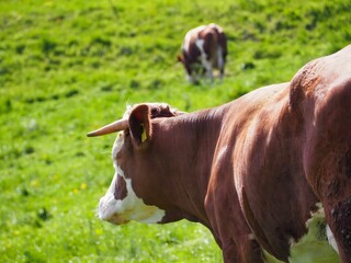 Close-up view of a brown cow with white spots standing in a green, sunny meadow