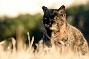 Closeup of a tabby cat sitting outdoors in sunlight