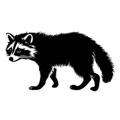 raccoon vector