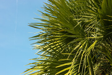 Tropical jungle palm foliage and the sky background. Beauty in tropical nature banner for wallpaper, travel or vacation