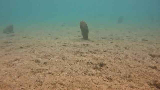 Noble Pen Shell or Fan Mussel - Pinna Nobilis - Dead Shells in Adriatic Sea after a Deadly Invasion of a Parasite in 2020