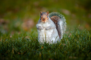squirrel on the grass
