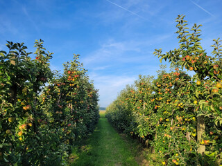 Sad jabłoni w Belgii, zbiory owoców