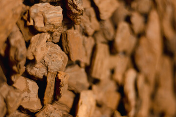 bark of a tree