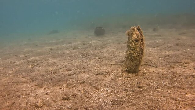 Noble Pen Shell or Fan Mussel - Pinna Nobilis - Dead Shells in Adriatic Sea after a Deadly Invasion of a Parasite in 2020