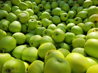Zbiory zielonych jabłek odmiany Golden Delicious. - obrazy, fototapety, plakaty