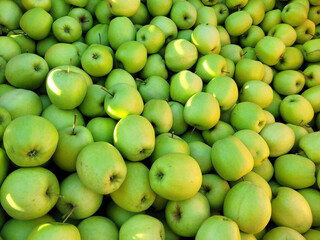 Zbiory zielonych jabłek odmiany Golden Delicious.