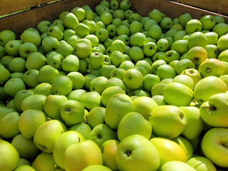 Zbiory zielonych jabłek odmiany Golden Delicious.