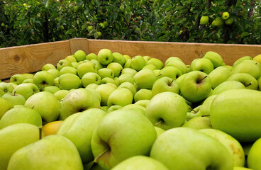 Zbiory zielonych jabłek odmiany Golden Delicious.