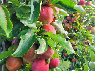 Sad jabłoni, dojrzewające jabłka. Belgia