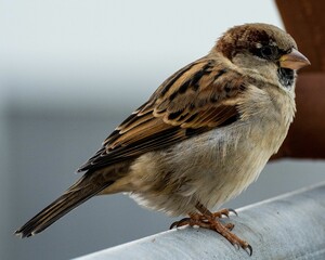 Closeup of a sparrow perched atop a metal rail