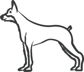 Obraz premium Doberman dog hand drawn vector illustration