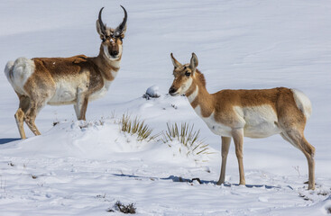 antelope in the snow