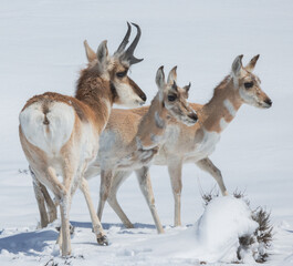 antelope in the snow