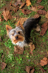 The Yorkshire Terrier, aka Yorkie, smallest of the terriers