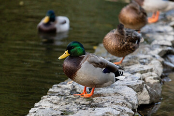 A family of ducks, geese swims in a water channel, river, lake. Lots of reeds and water lilies. Beautiful ducks float along the river, lake, water channel. Ducks are beautifully reflected in water.