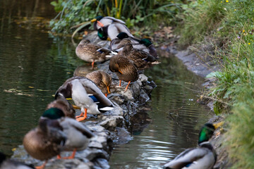 A family of ducks, geese swims in a water channel, river, lake. Lots of reeds and water lilies. Beautiful ducks float along the river, lake, water channel. Ducks are beautifully reflected in water.
