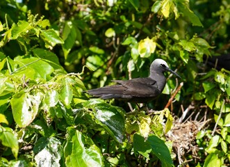 Black noddy bird perched atop a branch, carefully weaving twigs and grasses together