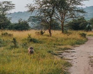 Fototapeta na wymiar Warthog in Ugandan grasslands