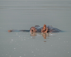 Fototapeta premium Hippopotamus in Kazinga Channel in Queen Elizabeth National Park, Uganda