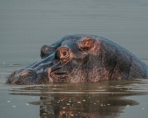 Hippopotamus in Kazinga Channel in Queen Elizabeth National Park, Uganda