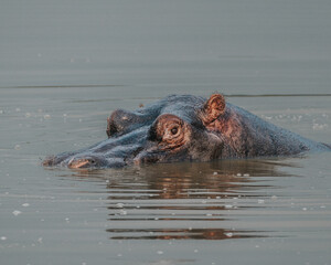 Hippopotamus in Kazinga Channel in Queen Elizabeth National Park, Uganda