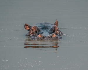 Fototapeta premium Hippopotamus in Kazinga Channel in Queen Elizabeth National Park, Uganda
