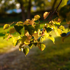Tilia europaea a Serene Autumn Scene With Vibrant Foliage
