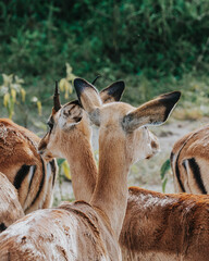 Young Impalas in Mburo National Park, Uganda