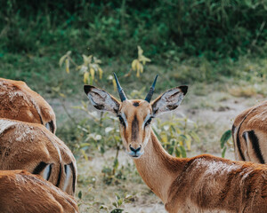 Young Impalas in Mburo National Park, Uganda