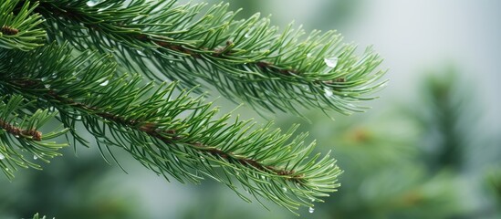 Obraz premium Detailed view of the branches of a pine tree