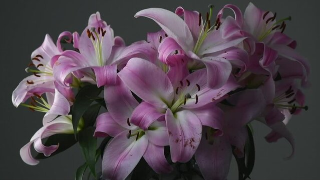 Beautiful lily flowers bouquet close up. Lillies. Pink lilies rotating background. Big bunch of fresh fragrant lilies over dark grey backdrop