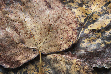 Autumn dry brown poplar leaves closeup background