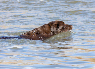 dog playing in water