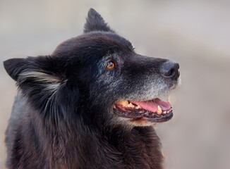 Black German Shepherd portrait against blurry background. Close-up