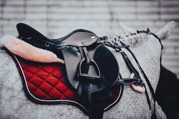 The dappled gray horse is wearing ammunition - a black saddle, a red saddlecloth, a bridle and...