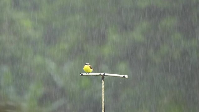 Great Kiskadee (Pitangus sulphuratus) on Antenna in the Rain, Costa Rica