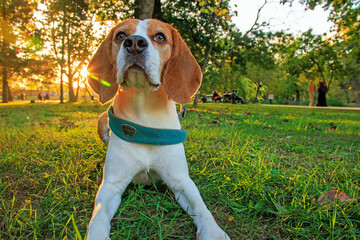 Beautiful beagle dog in autumn scene into the park