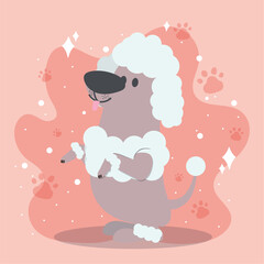 Cute french poodle dog cartoon character Vector