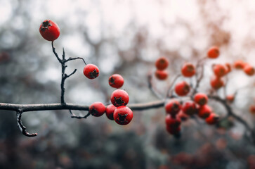 Branch of red hawthorn without leaves on blurred gray background. Landscape late autumn in forest.