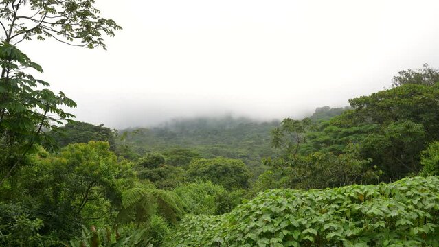 Mist raising from the forest after a rain storm in the Children's Eternal Rainforest in Costa Rica - Bosque Eterno de los Ninos