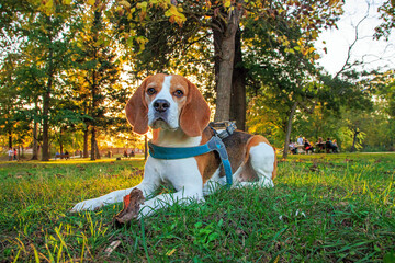 Beautiful beagle dog in autumn scene into the park